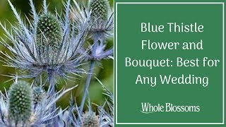 Blue Thistle Flower and Bouquet: Best for Any Wedding