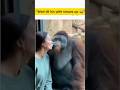 👉 “Wife Caught Him Red-Handed 😂🐒”#funny #monkey #comedy #jealous #funnymoments #shorts #viral