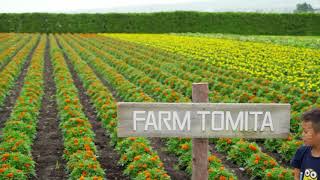 [KURUKURUBUS] HOKKAIDO FARM TOMITA