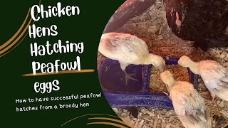 How To Hatch Peafowl Eggs Successfully With A Chicken Hen