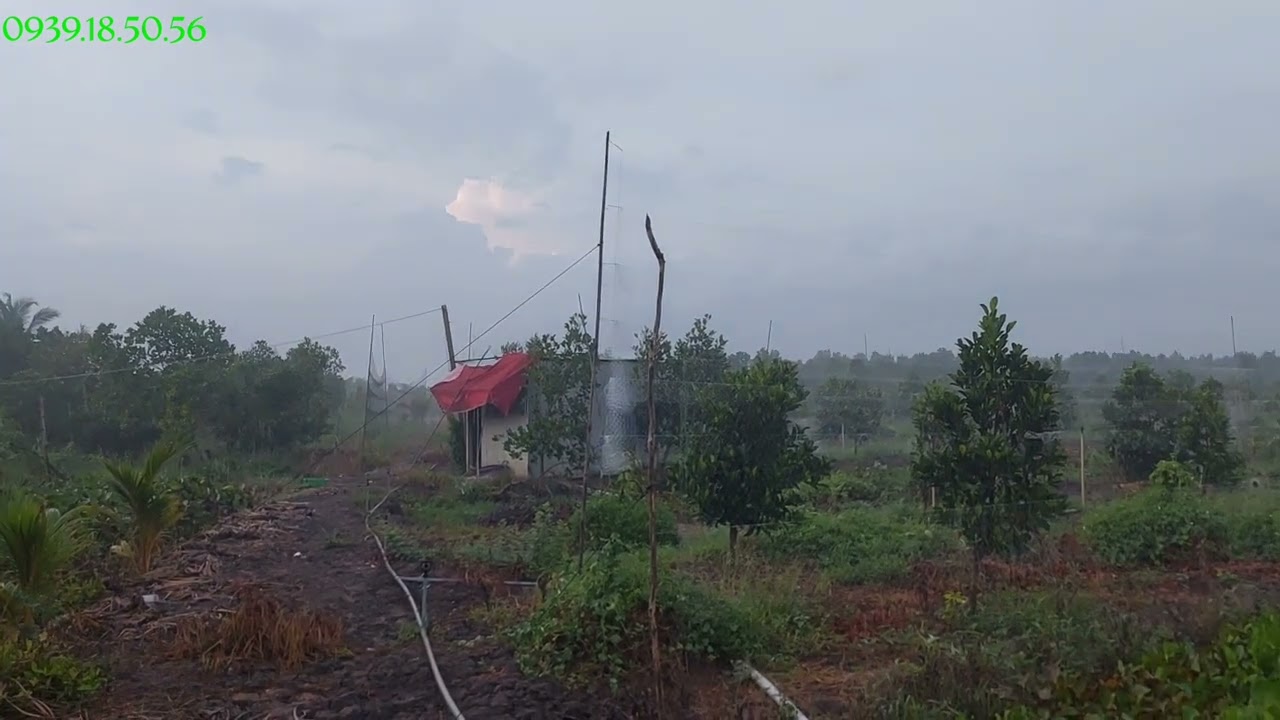 Cơn Mưa Đầu Mùa Đón Chờ Vụ Quốc Mặt Lem 2024 Sớm Hơn Dự Kiến