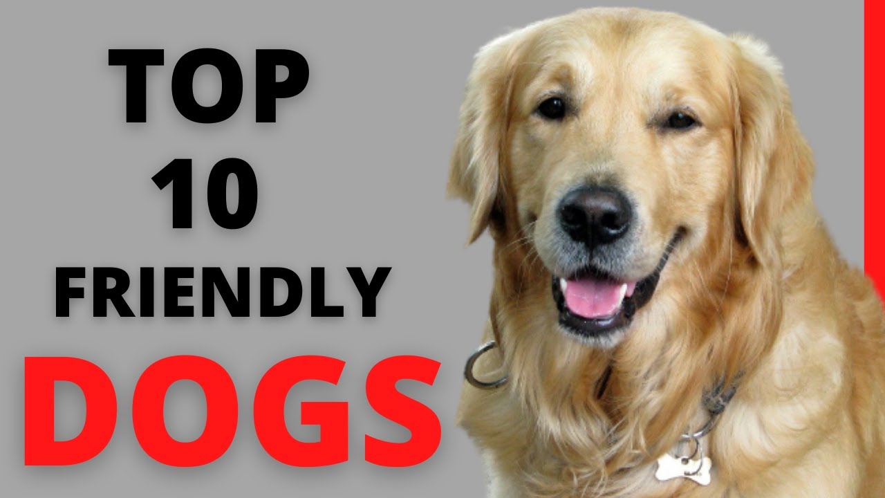 Top 10 Friendly Dog Breeds Youtube