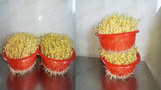 Easy way to grow Bean sprouts, fast harvesting