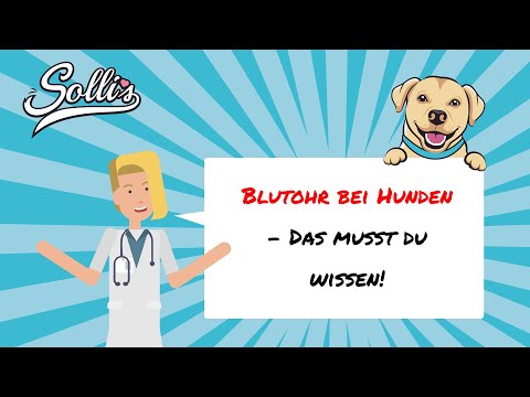 Blutohr beim Hund | Ursachen & Behandlung