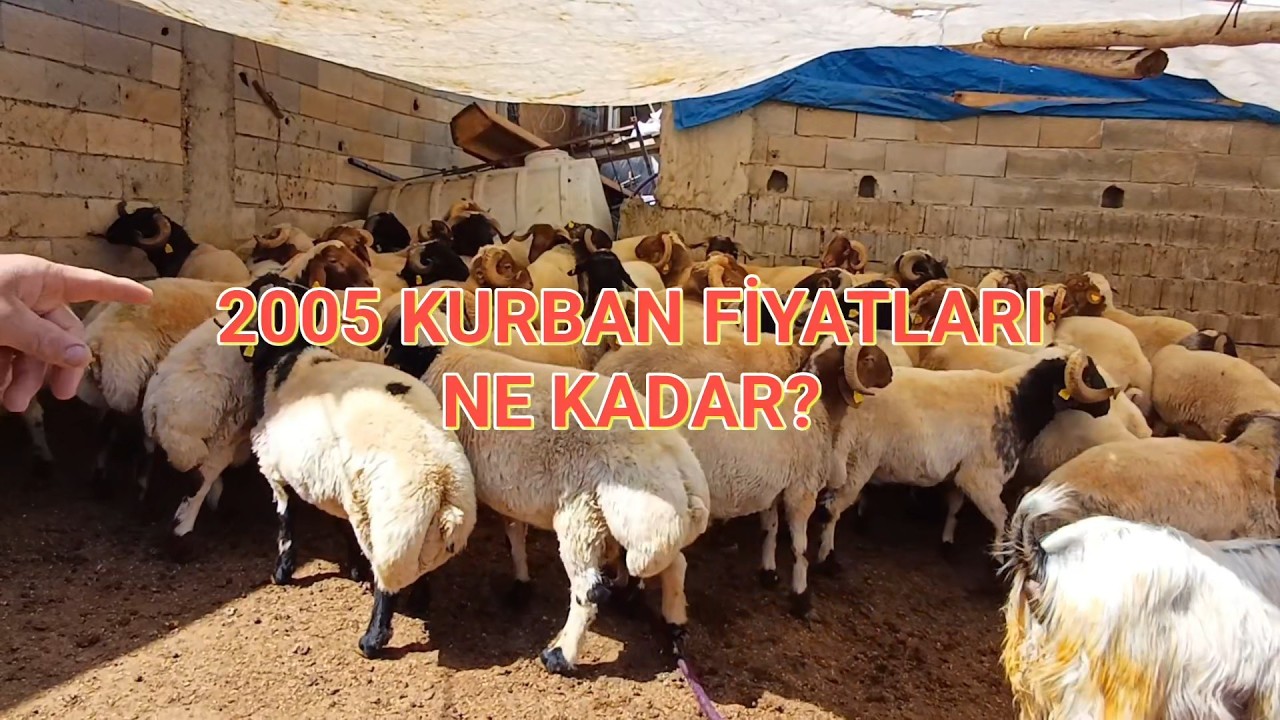KURBAN 2025 #kurban #kurbanlik #hayvancılık #köy #çiftçi #tarım