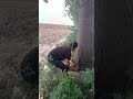 cutting tree #downtree #woodstatue #farming #woodstatue