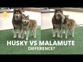 Husky vs Alaskan Malamute Difference | Husky in India | Malamute in India