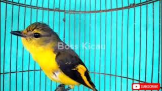 MASTERAN MANTENAN GUNUNG GACOR NEMBAK PANJANG