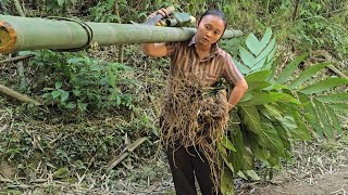 Download Lagu A single mother works hard in the forest, her heart aching over the disappearance of her beloved dog MP3