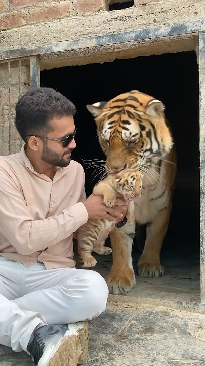 Episode 622: Angry tiger cub with mom 🐯❤️✌️
