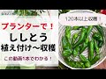 【プランターで】ししとう栽培！植え付け〜収穫の管理【家庭菜園】