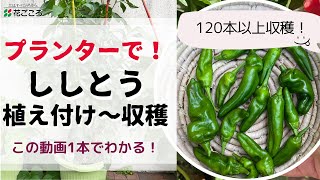 【プランターで】ししとう栽培！植え付け〜収穫の管理【家庭菜園】