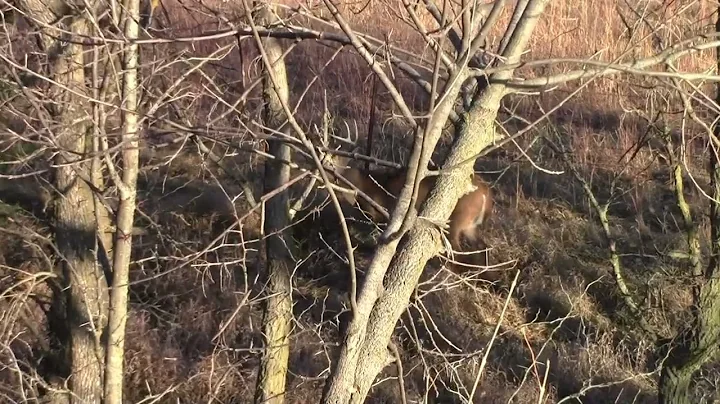 Longbow Hunt Kansas 2022