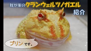 #6 我が家のクランウェルツノガエル（プリン）紹介　~Introducing my pet (Cranwell’s horned frog) "PURIN" ~