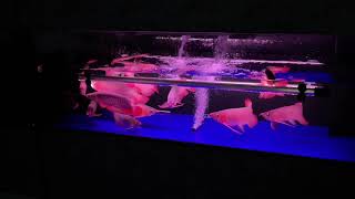 キングコング20210827キングコングレッド、水金アクアゴールド