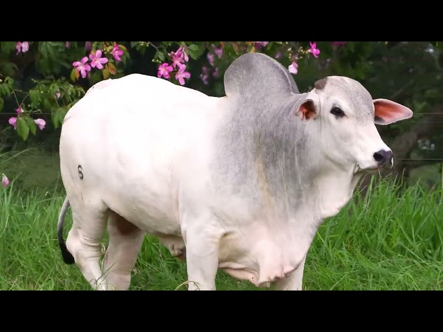 Lote 22   Leilão Trio Bonsucesso   Etapa Touros