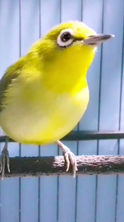 Akhirnya ⁉️ Burung Bahan Pleci Pacitan Belajar Ngalas Standar