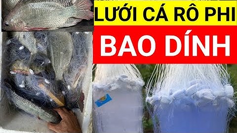 LƯỚI CÁ RÔ PHI, LƯỚI 3 MÀN BẮT CÁ RÔ PHI NÊN CHỌN LOẠI NÀO? #cárôphi | Danh Lưới Cá