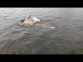 Pablo Fernández World Record - Swimming across the mouth of River Congo - April 19th, 2019