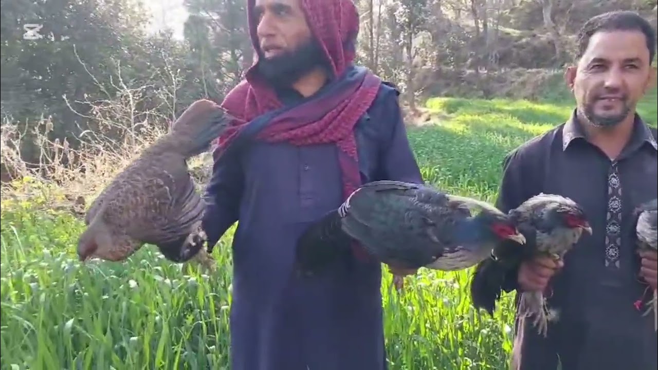 جنگلات کی حفاظت — ہماری ذمہ داری