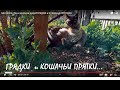 Мотоблок Ока и крепкая рука!#ГРЯДКИ и КОШАЧЬИ ПРЯТКИ#