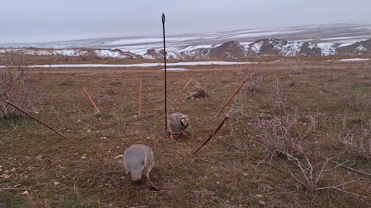 8 марта 2025 г.