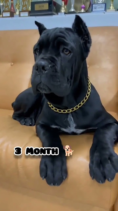 One Month to One Year cane corso  transformation #doglover #feed #puppy #transformation #canecorso