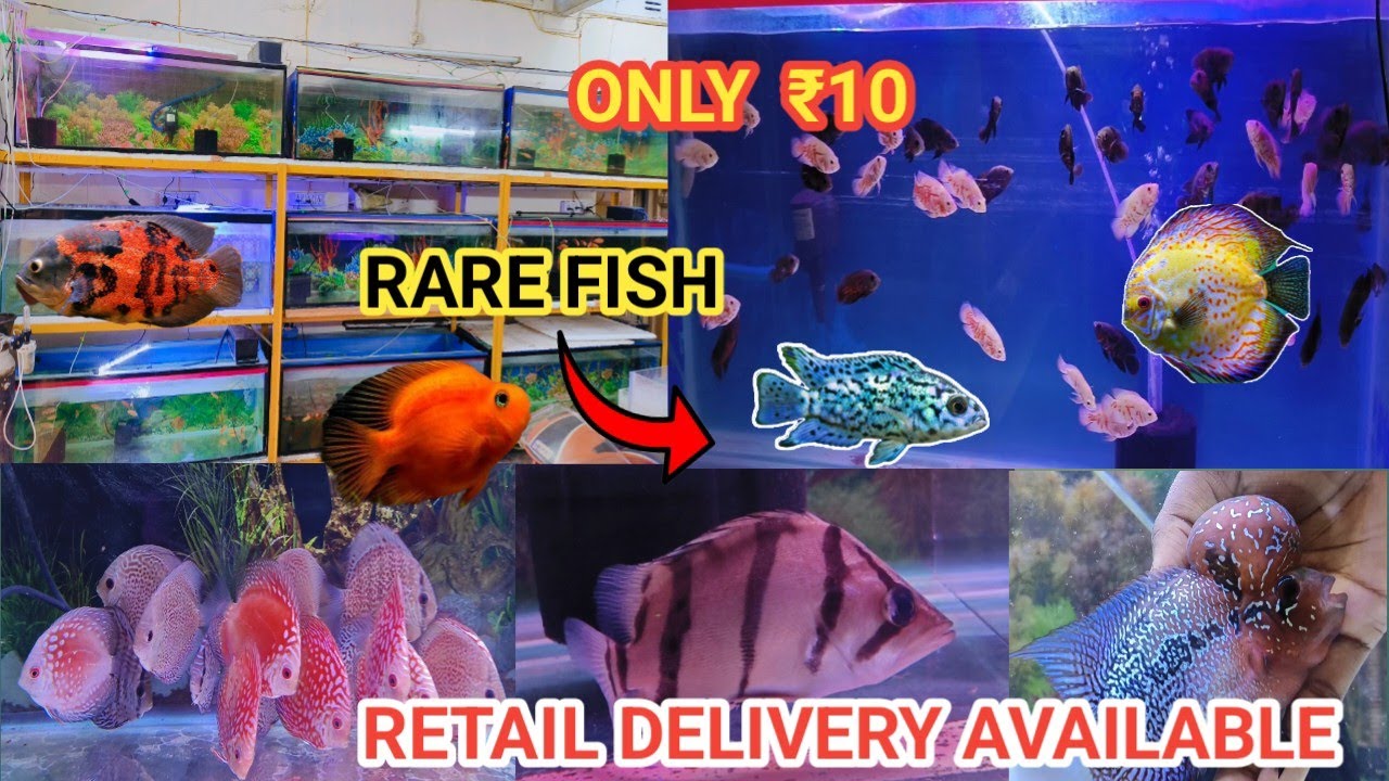 IMPORTED FISH PRICE UPDATE SEVERUM DISCUS CICHLID FLOWER HORN AROWANA YouTube