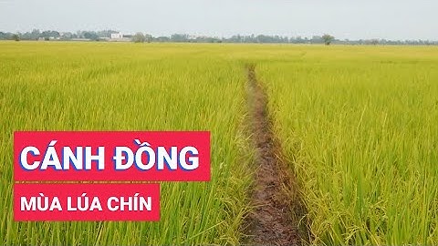 Đẹp mê hồn những cánh đồng mùa lúa chín