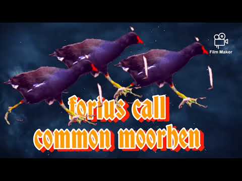 Forius call common moorhen+peruk+bantiung
