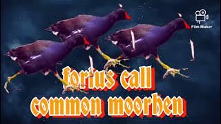 Forius call common moorhen peruk bantiung