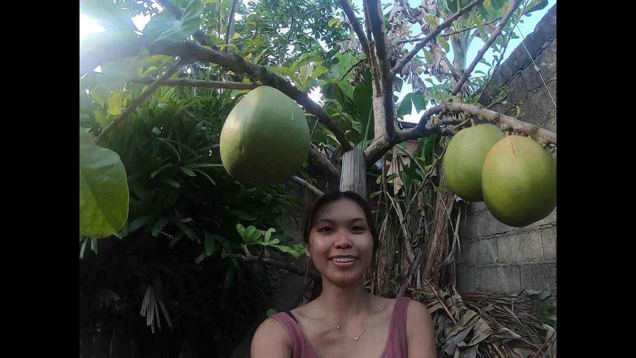 Calabash Fruit Health Benefits and it's Uses ¦¦ YouTube