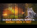 Забыл закрыть ворота, Чава уйдет в лес?