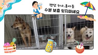 라일이는 오늘 입양됐어요☺️모든분들 감사드립니다🙏