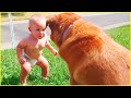 Best of cute babies and pets  funny baby and pet