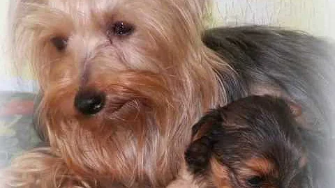 Copy of " One of the Smallest TeaCup Female AKC Yo...