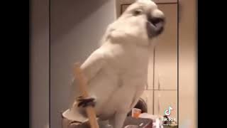 video meme hewan lucu 30 detik