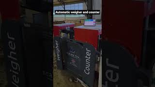 automatic weigher and counter #livestockmanagement #büyükbaşhayvancılık #sheep