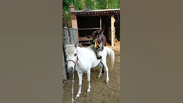 Funniest Donkey Ever Donkey Training The Fun Way 1201 