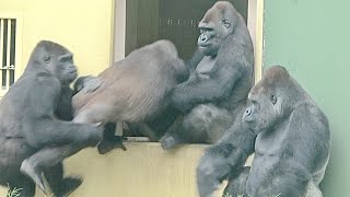 Mother gorilla explodes with emotion over daughter who won't play with her. / Shabani Group