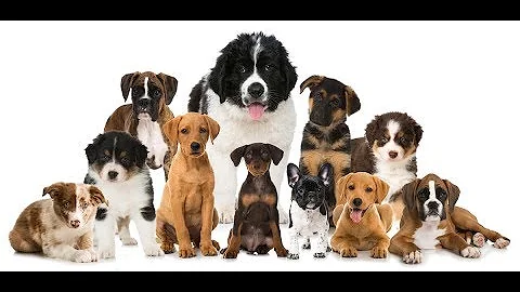 Jak si vypěstovat kurkumu doma?