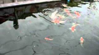 JEWYI 's Koi