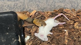 Cobra And Copperhead makes rats stretch!!!!!