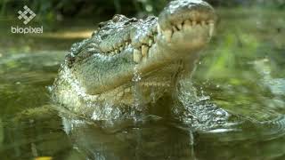 Crocodiles 4K Best of