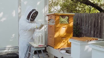 The Benefits of Flow Hive for 