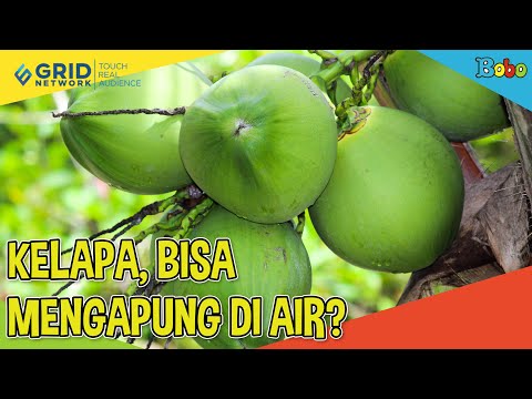 Fakta Menarik - Walau Berat, Kelapa Bisa Mengapung Di Air?