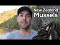 Wild New Zealand Mussels! Catch and Cook in Aotearoa 🇳🇿