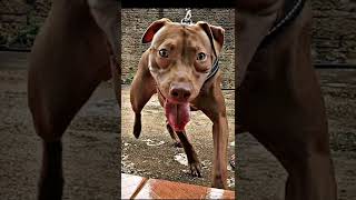 Desenvolvimento Da Dara 1 Ano Pitbull Evolução