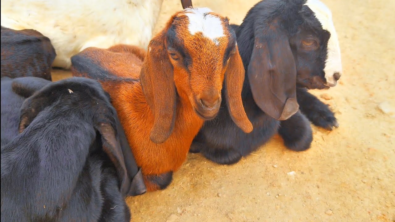 রানীর চারটি বাচ্চা। একটি ছাগল চারটি বাচ্চা দিয়েছে। মাশাআল্লাহ❤️