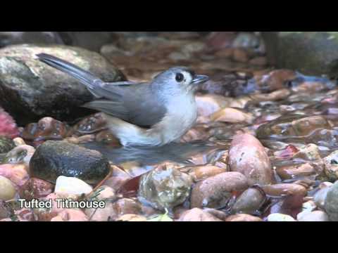 Video: Fågelskådare Flock till Cape May efter orkanen Sandy